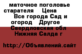 маточное поголовье старателя  › Цена ­ 3 700 - Все города Сад и огород » Другое   . Свердловская обл.,Нижняя Салда г.
